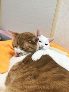 穏やかな時の猫たち