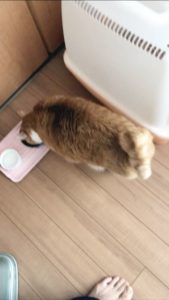 餌を食べる猫