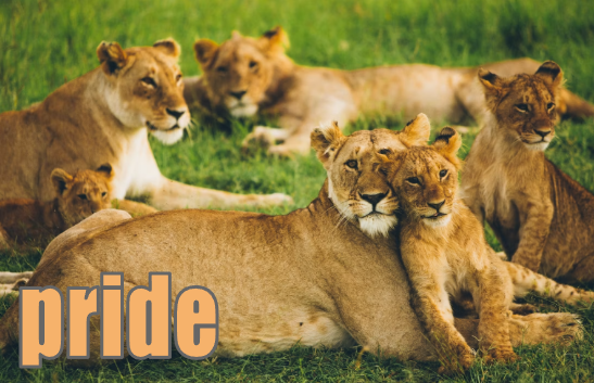 pride イメージ図