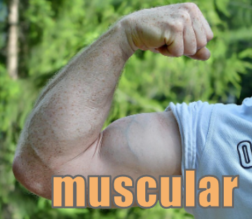 【語源も分かって、忘れない】英単語「muscular」の意味と使い方・覚え方・文法解説【語源は「子ネズミ」！？】