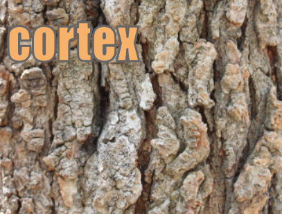 cortex イメージ図