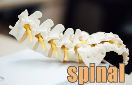 spinal イメージ図
