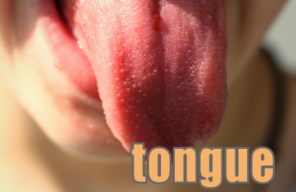 tongue 舌 イメージ図
