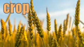 crop イメージ図