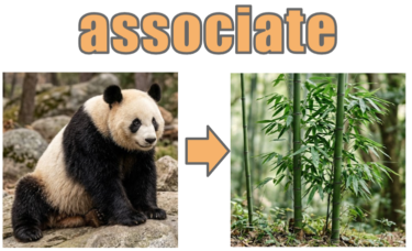 【語源も分かって、忘れない】英単語「associate」の意味と使い方・覚え方・文法解説【as（〜の方へ）+soci（仲間）=仲間として結びつける】