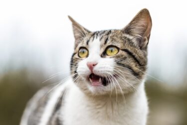 【語源で覚える】接頭辞「in- / im- / il- / ir-」の意味と英単語一覧｜「中に」と「否定」の違い