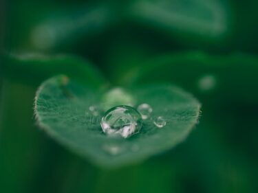 What Does 梅雨 (Tsuyu) Mean in Japanese? Japan’s Rainy Season Explained