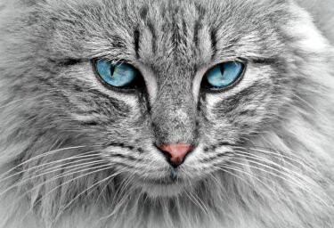 Neko ni Koban Meaning: “Gold Coins to a Cat” and Japanese Cat Proverbs