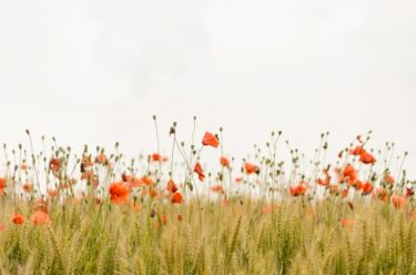 【語源も分かる】英単語「among」の意味と使い方・覚え方・文法解説【betweenとの本当の違いもスッキリ解決】