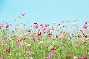 【語源も分かる】英単語「basically」の意味と使い方・覚え方・文法解説【base(土台)+ic(〜の)+ally(〜的に)=建物の土台そのもの】