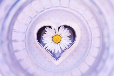 Usagi Meaning in Japanese: Rabbits, the Moon Rabbit Legend & Japanese Culture