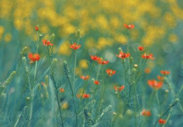 スペイン語の愛称｜mi amor・cariño・mi vida…辞書に載っていない表現たち