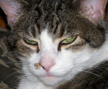 Neko Meaning in Japanese: Cats, Japanese Cat Words & Maneki-neko Meaning