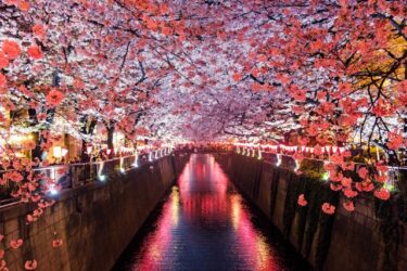 What Does 花見 (Hanami) Mean in Japanese? Japan’s Cherry Blossom Viewing Culture