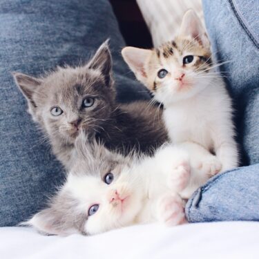 Japanese Words for Cute: How to Say “Cute” in Japanese